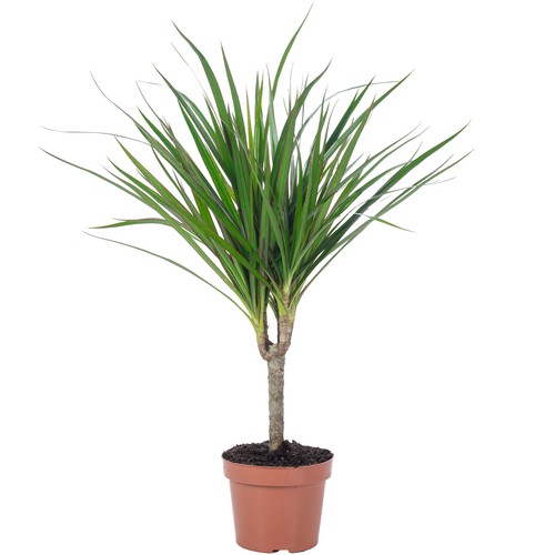 Drachenbaum dracaena - -,