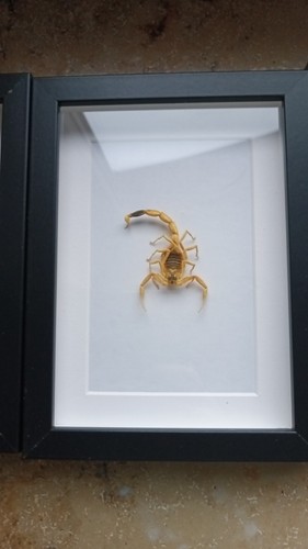 Leiurus quinqestriatus - leiurus,