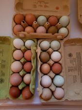 Hühner Bruteier  10 St. bunte Hühnertruppe div. Rasen Rhodeländer, Sussex ..