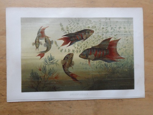 Orig chromolithographie - orig.(1892),