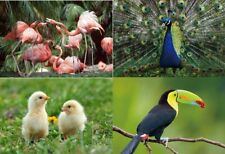 3 D Ansichtskarte Pfau Tukan Küken Postkarte Wackelkarte Hologrammkarte Bild 