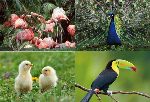 Ansichtskarte pfau tukan - d,