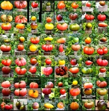 51 unterschiedliche Sorten mit Buchsaben "B" Tomatensamen einzeln auswählen