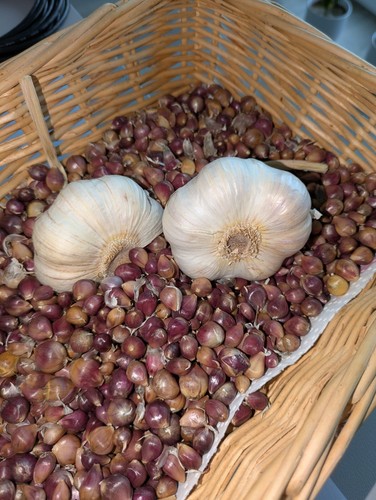 Knoblauch samen brutzwiebeln - knoblauch,