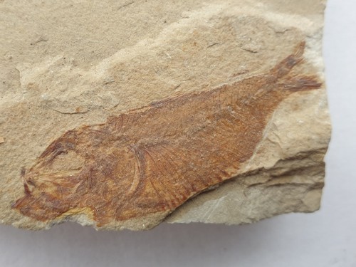 Armigatus brevissimus fisch - armigatus,