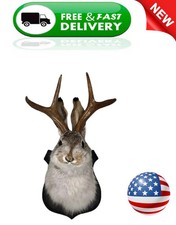 Jackalope Mount, Jackalope