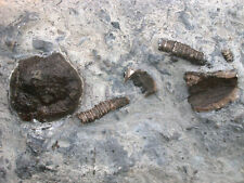 Devon  Cupressocrinus