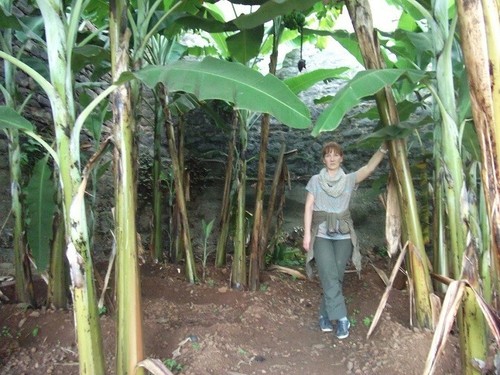 Faser bananen palmen - bananen,