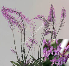 Stenoglottis longifolia / Orchidee