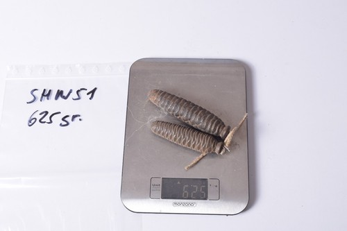 Altes uhrengewicht gewicht - altes,