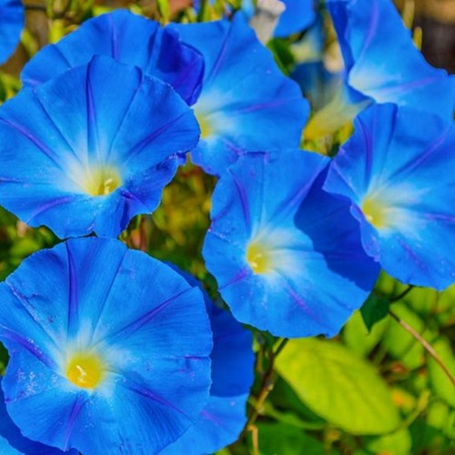 Ipomoea heavenly - ipomoea, (prunkwinde)