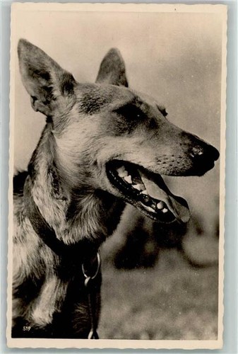 39159376 schaeferhund - 39159376,