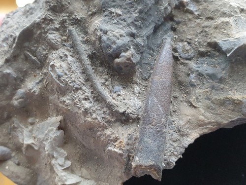 Odontobelus subbrevis - , +