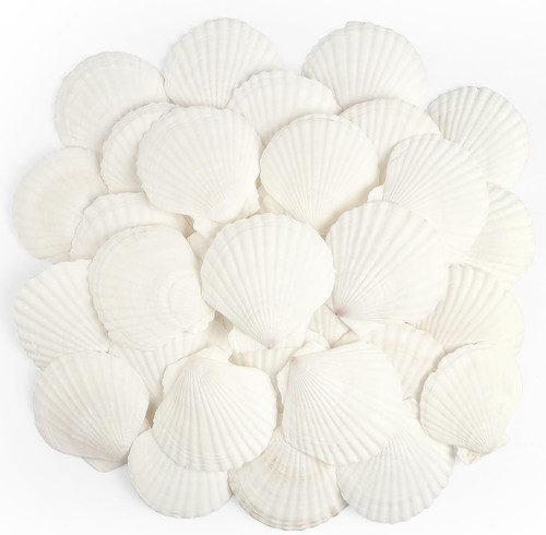 Stück muscheln natürliche - 20,