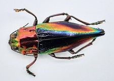 Buprestidae, Cyphogastra