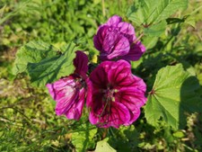 Lila Malve Samen mehrjährig