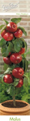 Verschiedene obstpflanzen - verschiedene,