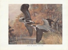 Graureiher (Ardea cinerea) Fischreiher FARBDRUCK von 1930 Grey heron