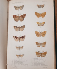1886 BRITISH PYRALIDES INCLUDING PTEROPHORIDAE BY LEECH SNOUT MOTHS 18 COL PLTS@