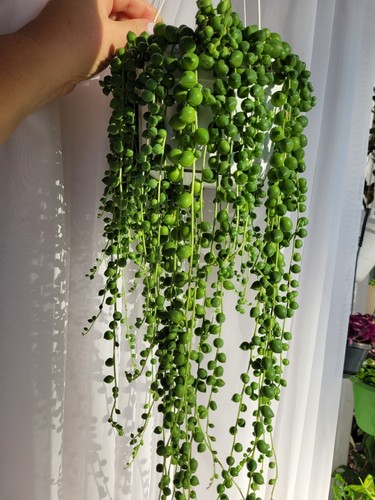 String pearls rowleyanus - string,