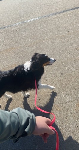 Hunde gassi gehen - gassi,