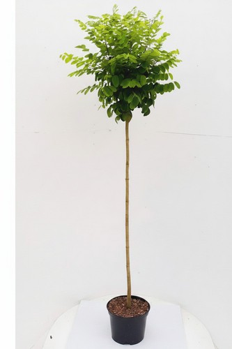Robinie robinia - robinie,,