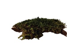 Spider Root Station Versteck