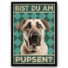 Kangal - Bist du am Pupsen