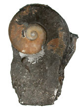 Lias  Hildaites sp.  Großer Ammonit aus Laibstein  Altdorf bei Nürnberg  KE10-2