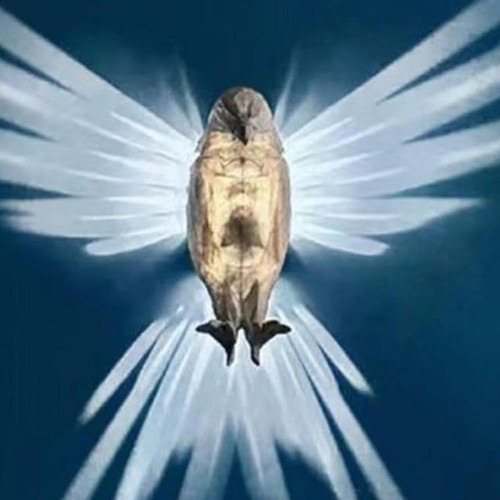 Adler wandlampe led tier - adler, 3d-led