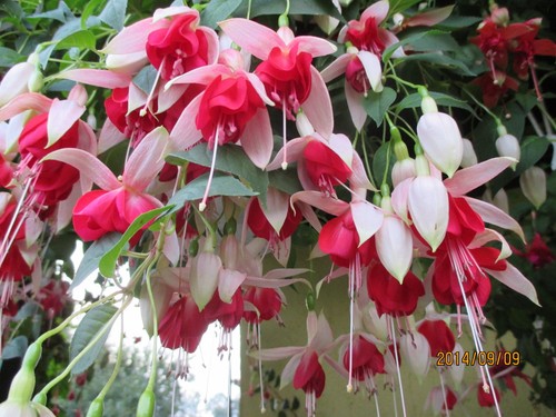 Fuchsien pflanze i s - fuchsien, "t.i.s