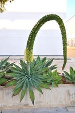 Fuchsschwanz-Agave - Agave