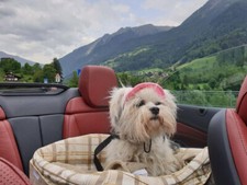 Luxuriöser Hundekorb fürs Auto, Pet Savety Seat, made in USA,  40x40x50cm, beige