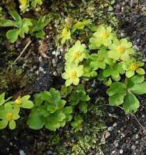Goldteller - Hacquetia epipactis