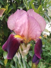 * Iris, Schwertlilie * 3 Rhizome