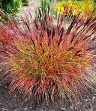 Miscanthus sinensis " Red Chief " Einzeln im Topf Chinaschilf Ziergras Staude