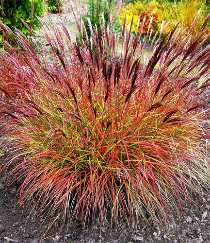 Miscanthus sinensis red - miscanthus,
