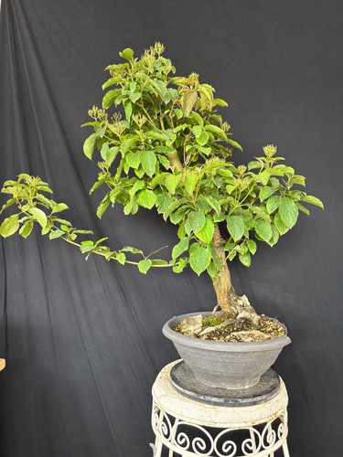 Hartriegel cornus bonsai - hartriegel,