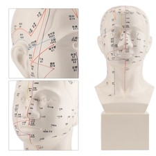 Standard Akupunkturpunkt Kopf Modell TCM Menschlicher Akupunkturpunkt Kopf Model