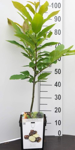 Mini kastanienbaum oder - kastanienbaum,