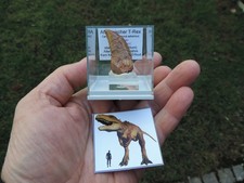 Afrikanischer T-Rex -