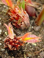 SAMEN wunderschöner ORCHIDEEN INGWER tolle Pflanze Topfpflanze selten Rarität