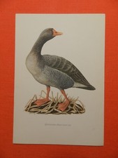 Graugans (Anser anser)