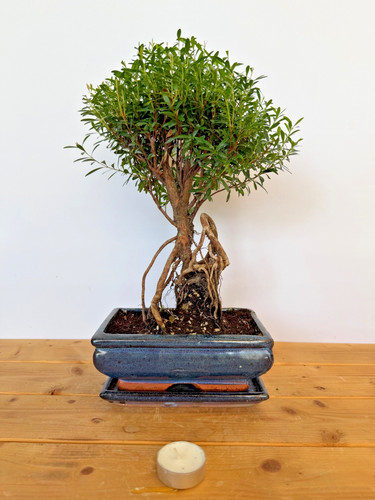 Zimmerbonsai kirschmyrte - zimmerbonsai,