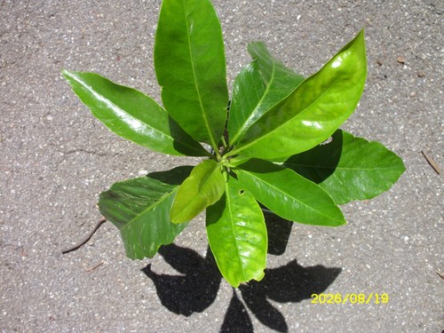 Schwarze sapote diospyros - schwarze,