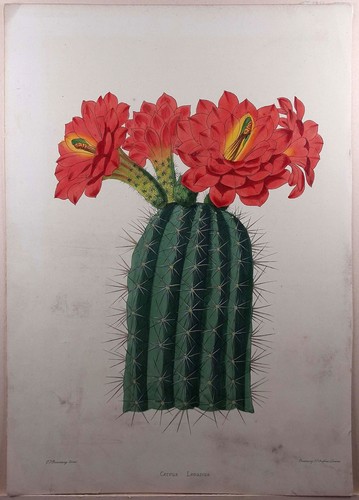 Handkolorierte lithographie - handkolorierte,
