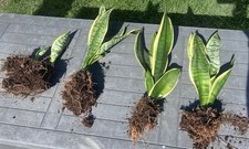 PFLANZEN Sanseveria Sanseverien Zimmerpflanze 40 cm  Bogenhanf mittelgroß