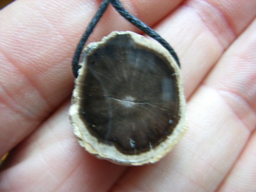 Versteinertes holz scheibe - versteinertes,