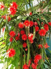 Blattkaktus epiphyllum mit - epiphyllum,