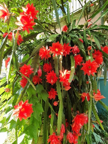 Blattkaktus epiphyllum mit - blattkaktus,